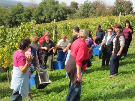 Člani TND Razkrižje obdelujejo vinograd v Šprincu 18